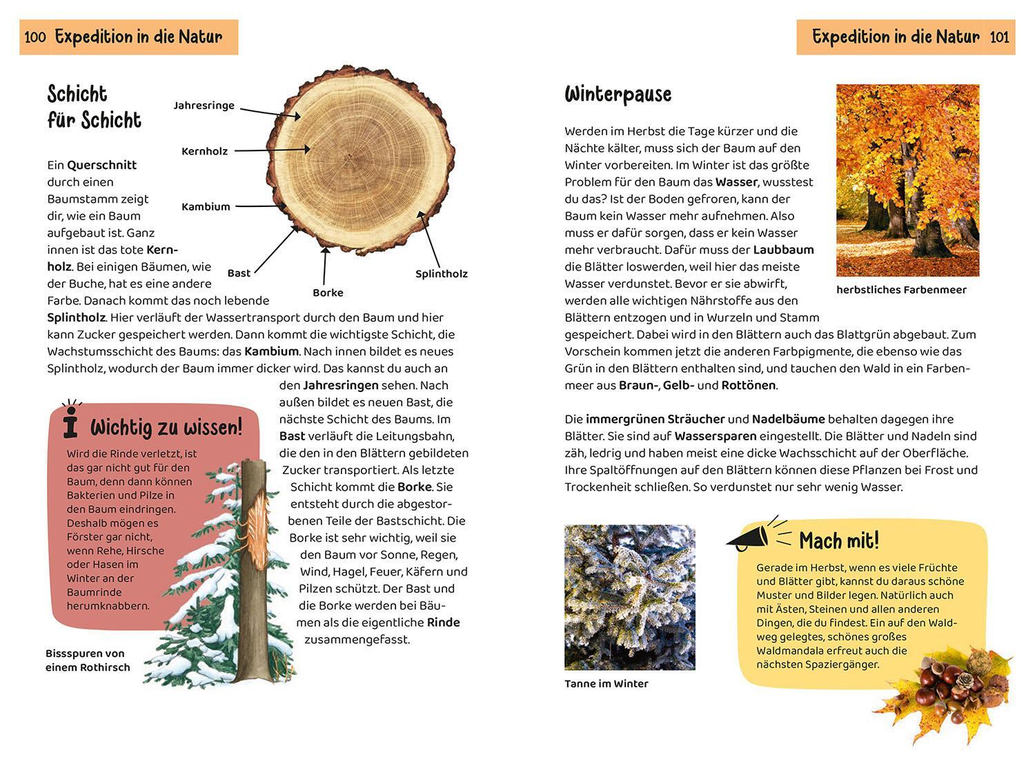 Bild: 9783440172452 | Welcher Baum ist das? Kindernaturführer | Holger Haag | Taschenbuch