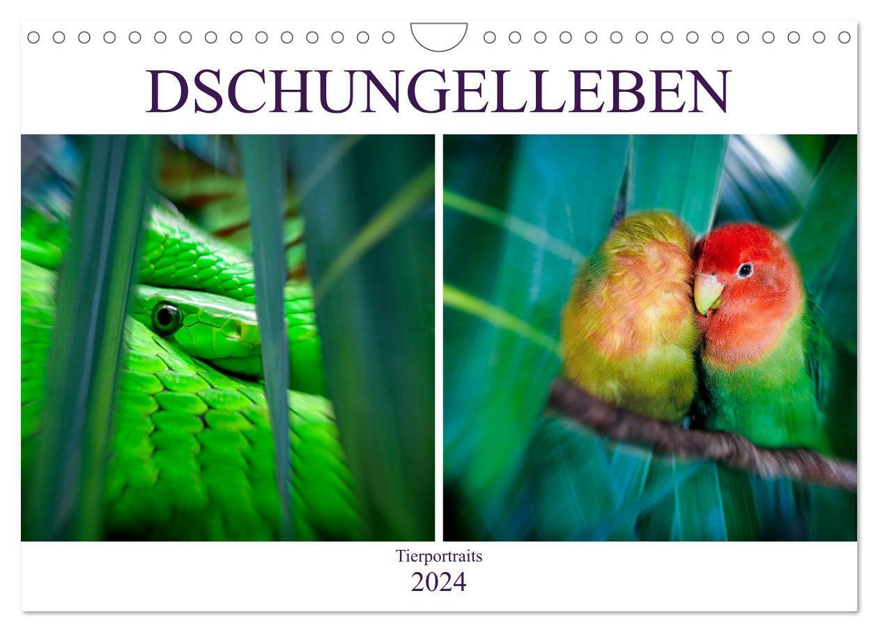 Cover: 9783675570986 | Dschungelleben - Tierportraits (Wandkalender 2024 DIN A4 quer),...
