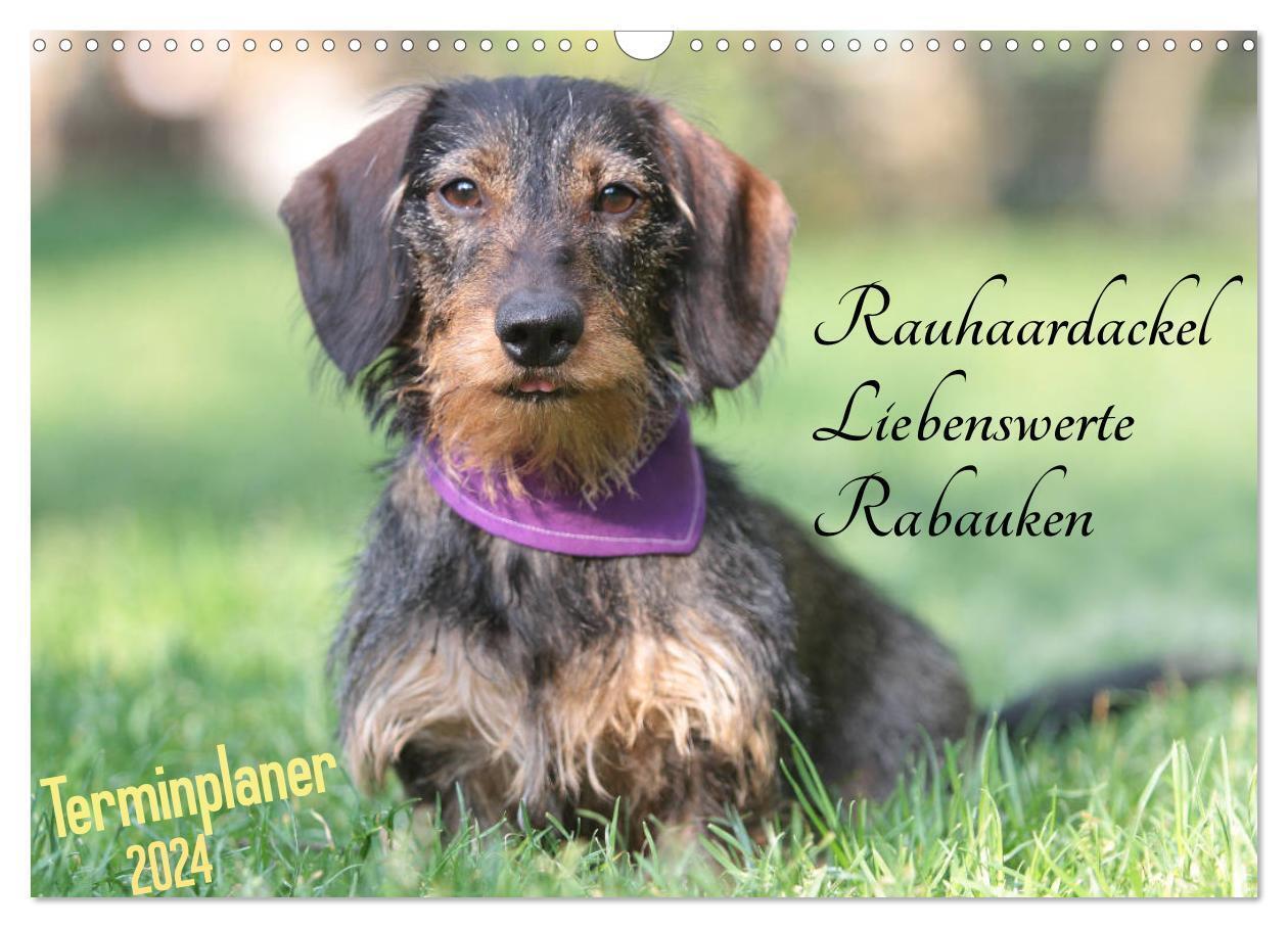 Cover: 9783383191664 | Familienplaner - Liebenswerte Rabauken - Rauhaardackel...