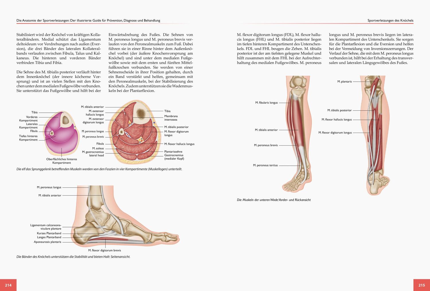 Bild: 9783767912335 | Die Anatomie der Sportverletzungen | Brad Walker | Taschenbuch | 2018