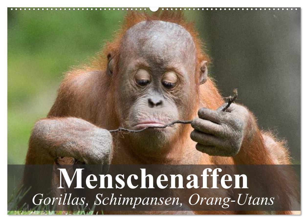 Cover: 9783435623549 | Menschenaffen. Gorillas, Schimpansen, Orang-Utans (Wandkalender...