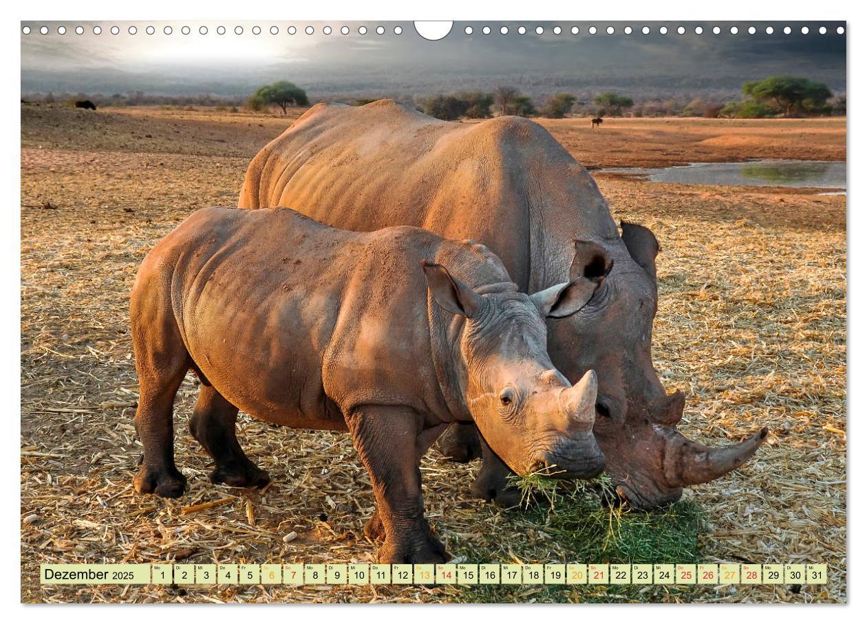 Bild: 9783435370788 | Bedrohte Tierart - Nashorn (Wandkalender 2025 DIN A3 quer),...