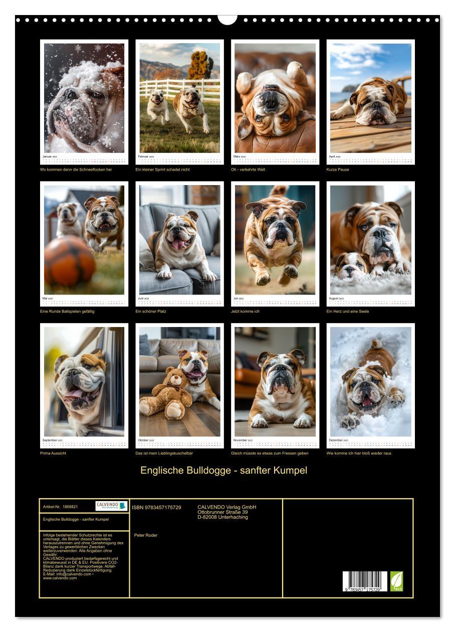 Bild: 9783457175729 | Englische Bulldogge - sanfter Kumpel (Wandkalender 2025 DIN A2...