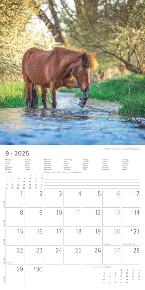 Bild: 4251732343040 | Alpha Edition - Ponys 2025 Broschürenkalender, 30x30cm,...