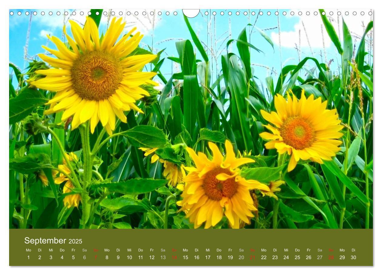 Bild: 9783435799824 | Sonnenblumen - die Blumen der Lebensfreude (Wandkalender 2025 DIN...