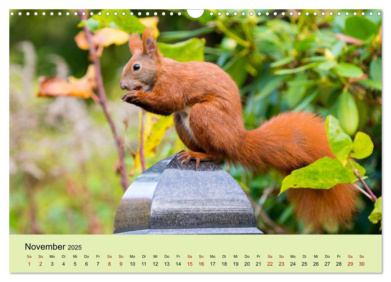 Bild: 9783435174492 | Eichhörnchen in Berlin (Wandkalender 2025 DIN A3 quer), CALVENDO...