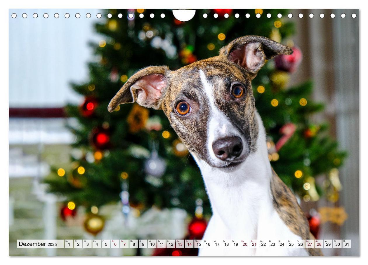 Bild: 9783383941917 | Der Whippet - ein Seelenhund (Wandkalender 2025 DIN A4 quer),...