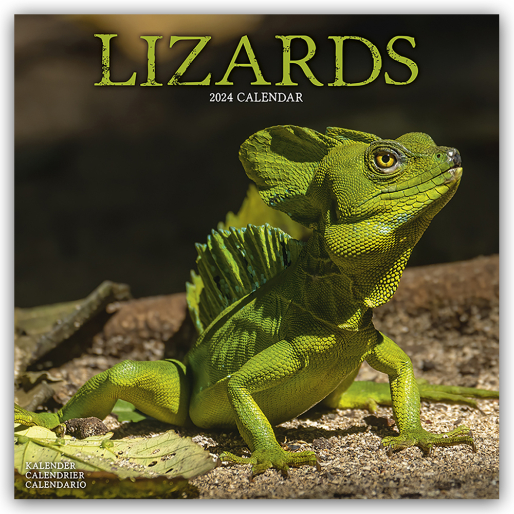 Cover: 9781804601464 | Lizards - Eidechsen 2024 - 16-Monatskalender | Avonside Publishing Ltd