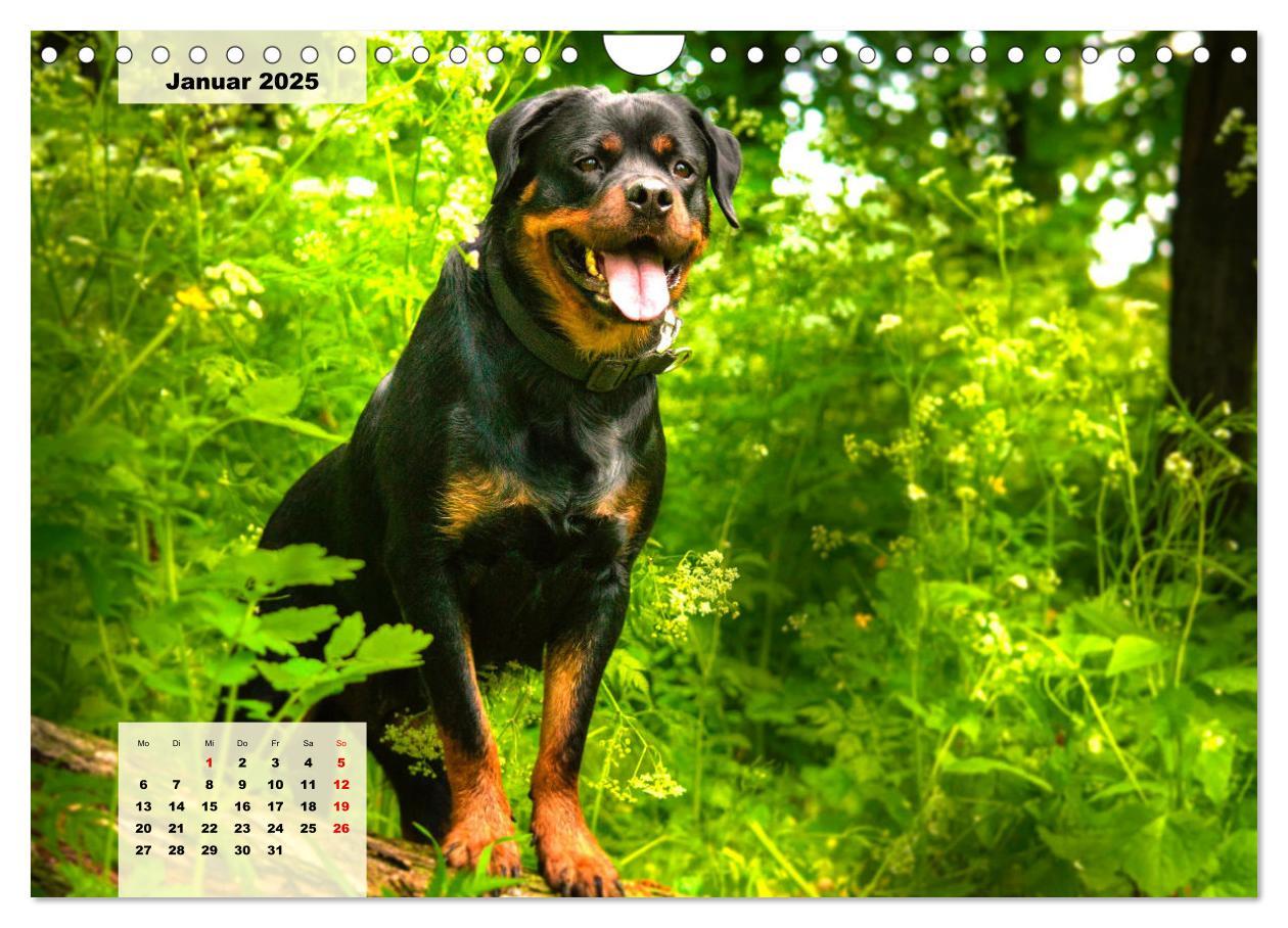 Bild: 9783383948480 | Mein Rottweiler. Nervenstarker Gebrauchs- und Begleithund...