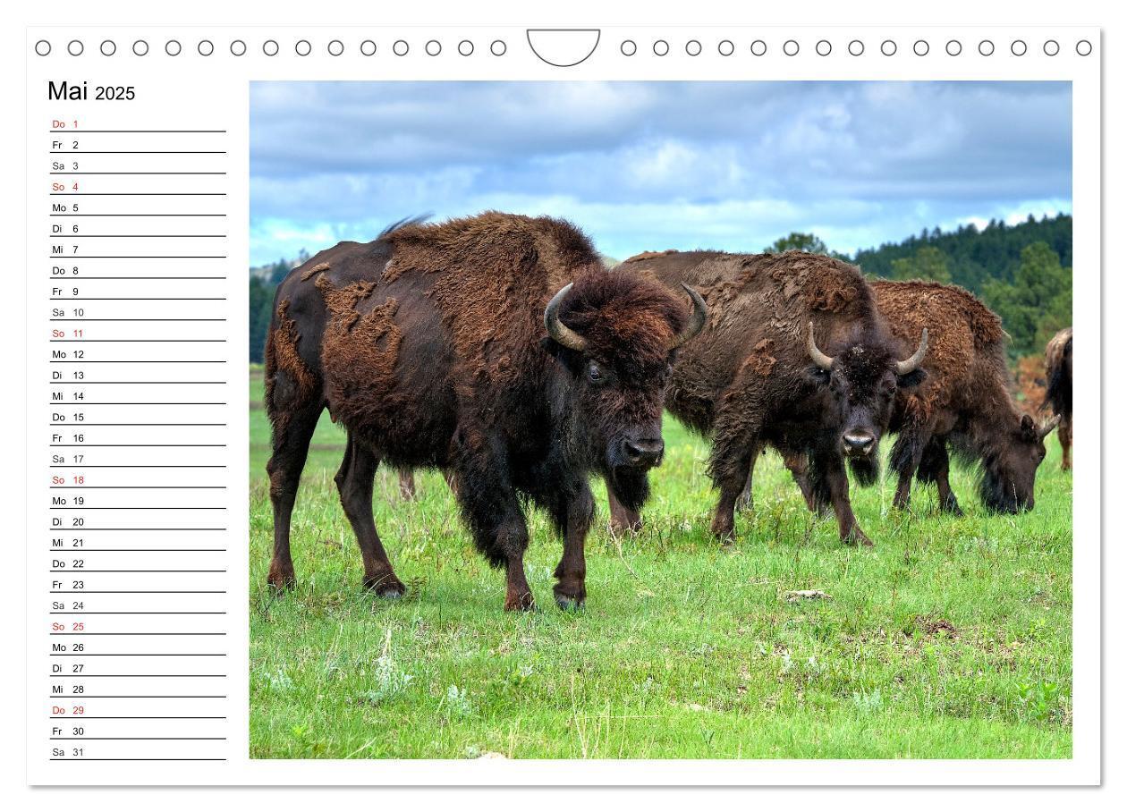 Bild: 9783435537174 | Der nordamerikanische Bison (Wandkalender 2025 DIN A4 quer),...