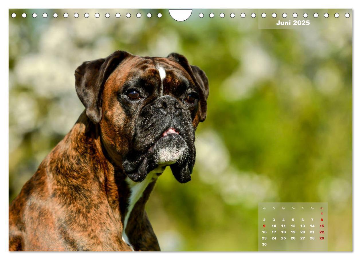 Bild: 9783435179947 | Einmal Boxer - immer Boxer (Wandkalender 2025 DIN A4 quer),...