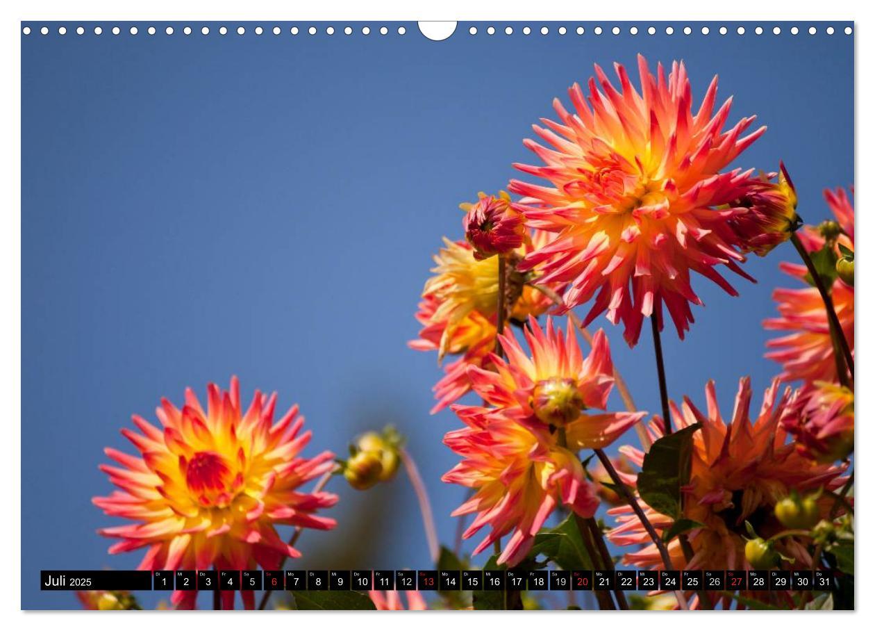 Bild: 9783435663651 | Dahlia - Dahlien (Wandkalender 2025 DIN A3 quer), CALVENDO...