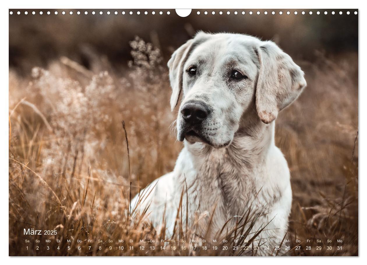 Bild: 9783435018505 | Verzauberung Labrador Retriever 2025 (Wandkalender 2025 DIN A3...