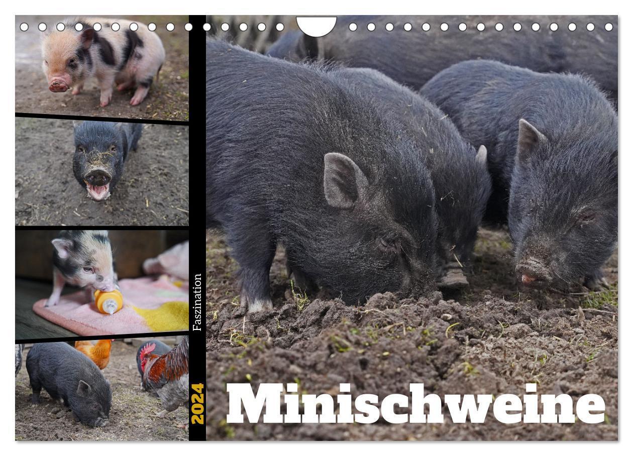 Cover: 9783675782266 | Faszination Minischweine (Wandkalender 2024 DIN A4 quer), CALVENDO...