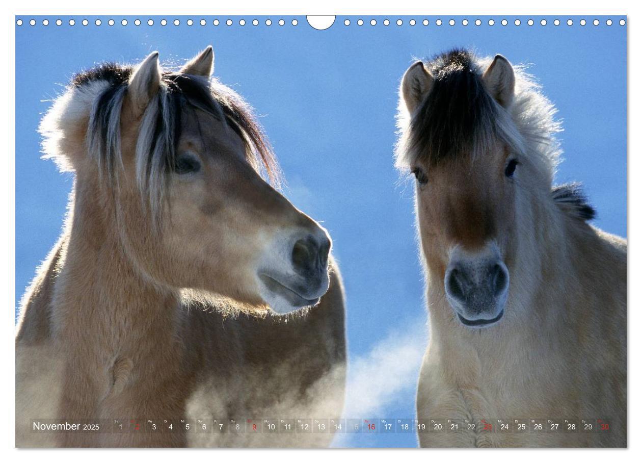 Bild: 9783435753994 | Fjordpferde - Norweger (Wandkalender 2025 DIN A3 quer), CALVENDO...