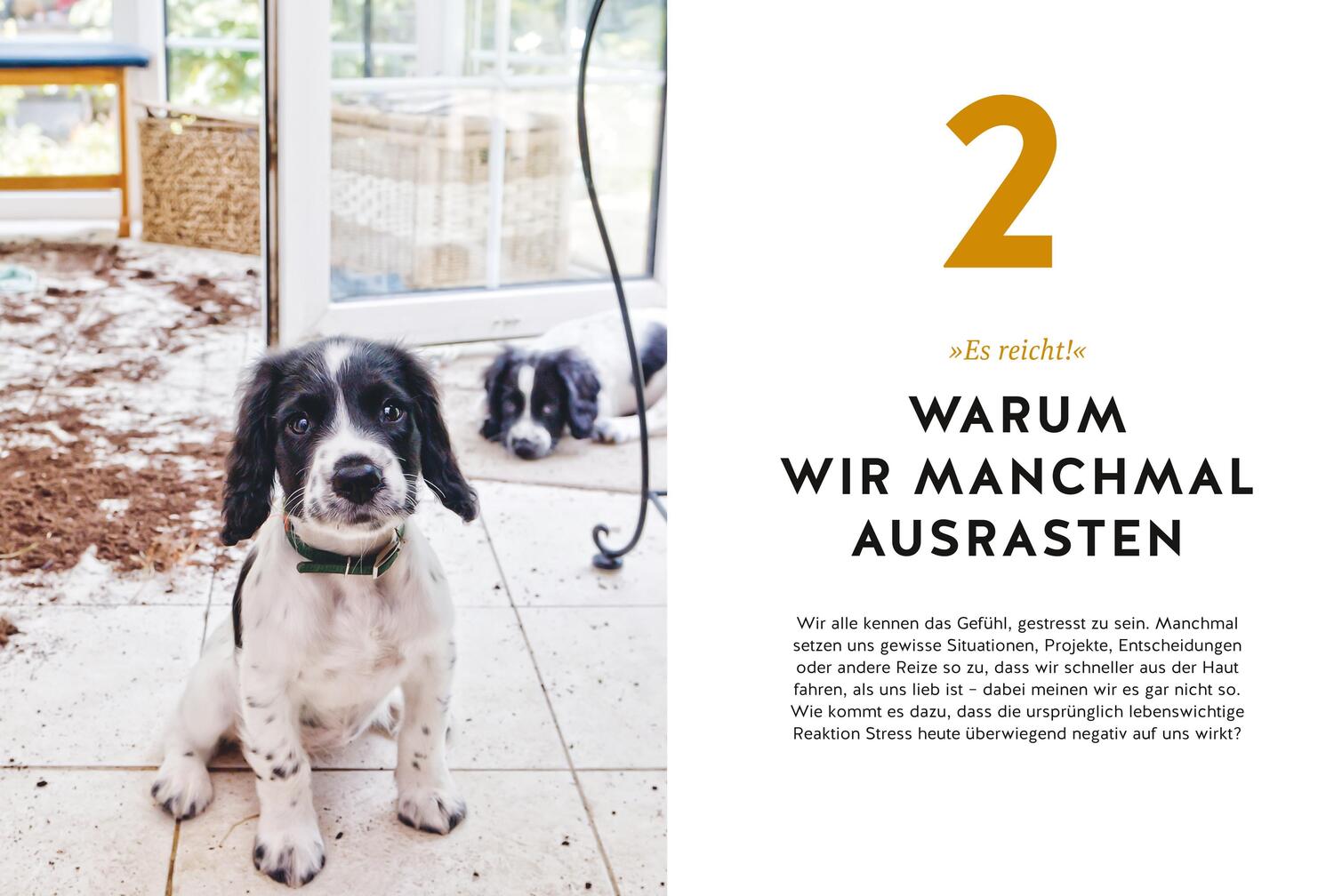 Bild: 9783833884702 | Hunde erziehen ohne Schimpfen | Johanna Spahr | Taschenbuch | 192 S.