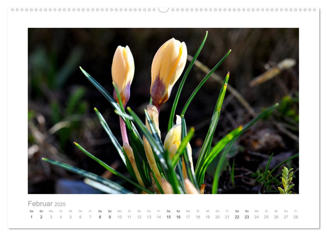 Bild: 9783435458035 | Blumen zart und schön (Wandkalender 2025 DIN A2 quer), CALVENDO...