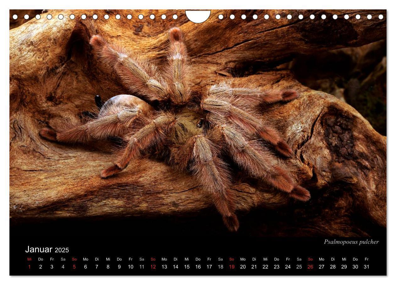 Bild: 9783435776313 | Vogelspinnen - Tarantulas (Wandkalender 2025 DIN A4 quer), CALVENDO...