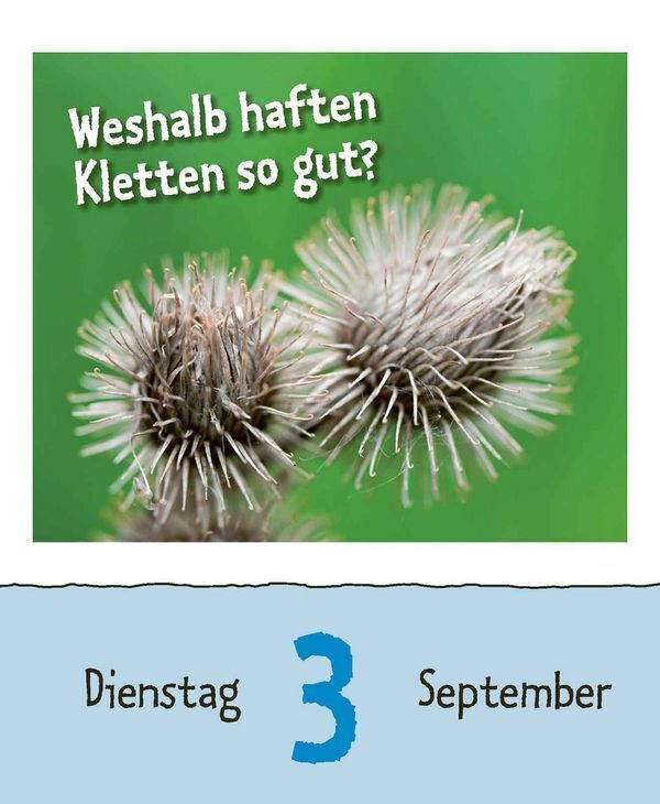 Bild: 9783731870449 | Warum wackelt Wackelpudding? 2024 | Korsch Verlag | Kalender | 328 S.