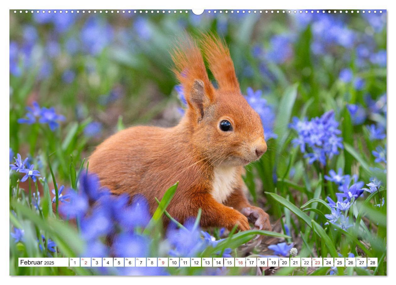 Bild: 9783435665587 | Eichhörnchen im Königlichen Garten (hochwertiger Premium...