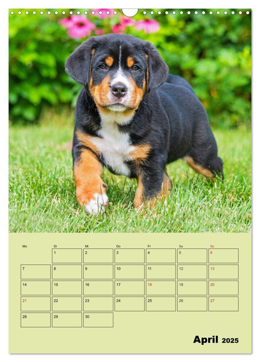 Bild: 9783435960057 | Familienplaner Großer Schweizer Sennenhund (Wandkalender 2025 DIN...