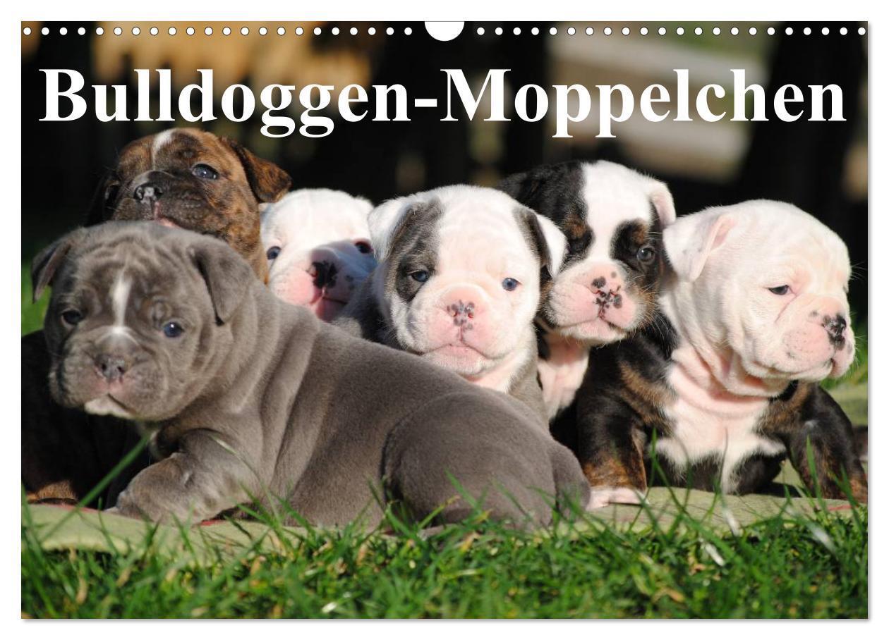 Cover: 9783435534456 | Bulldoggen-Moppelchen (Wandkalender 2025 DIN A3 quer), CALVENDO...