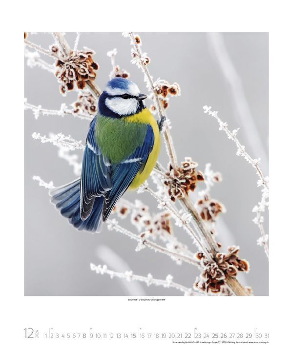 Bild: 9783731868538 | Vögel unserer Heimat 2024 | Korsch Verlag | Kalender | Spiralbindung
