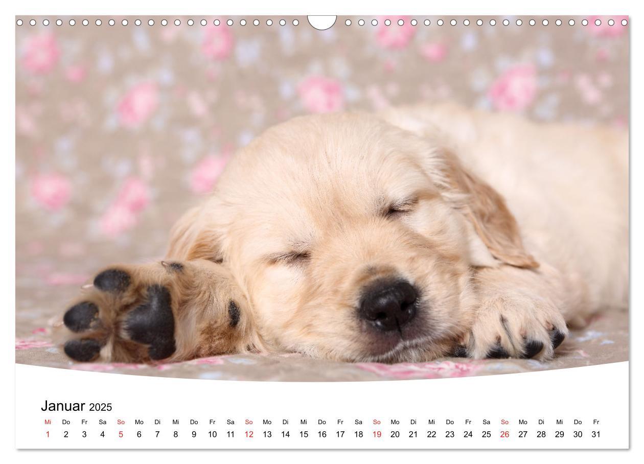 Bild: 9783435160358 | Süße Träume 2025 - schlafende Hundewelpen (Wandkalender 2025 DIN A3...