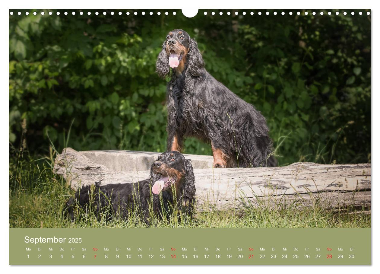 Bild: 9783435191727 | Setter - Geliebter Freund und Jagdkamerad (Wandkalender 2025 DIN A3...