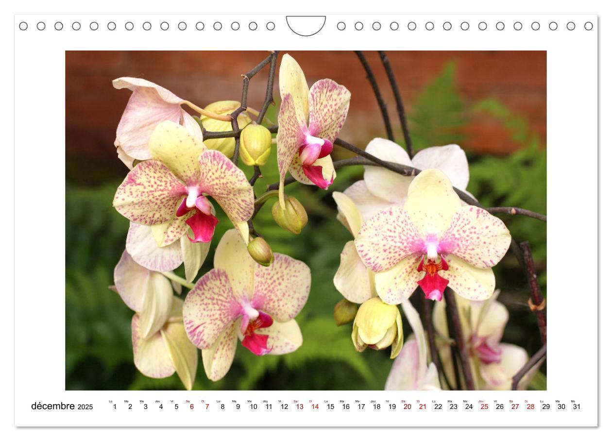 Bild: 9781325837649 | Mon rêve d'orchidées (Calendrier mural 2025 DIN A4 vertical),...