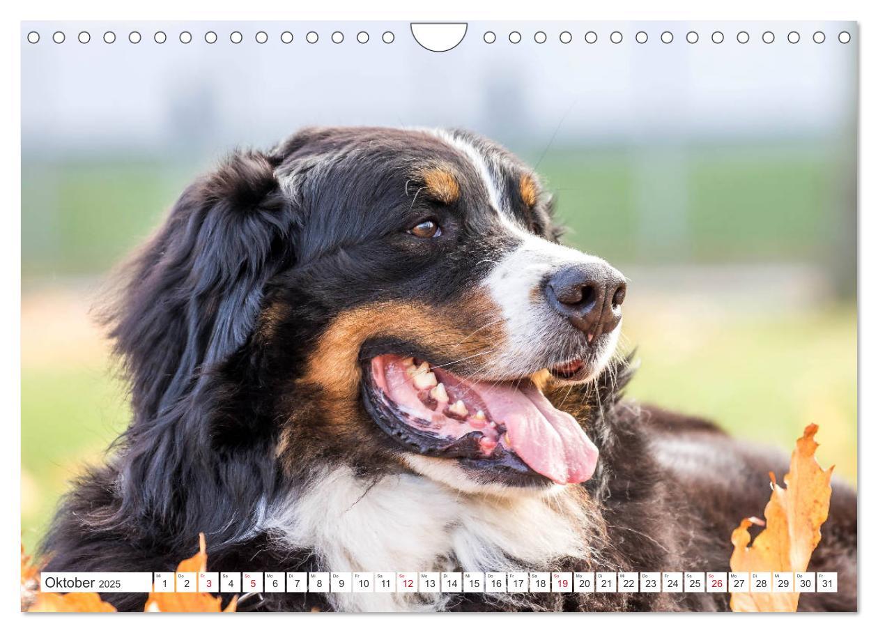 Bild: 9783435327522 | Berner Sennenhunde machen glücklich (Wandkalender 2025 DIN A4...