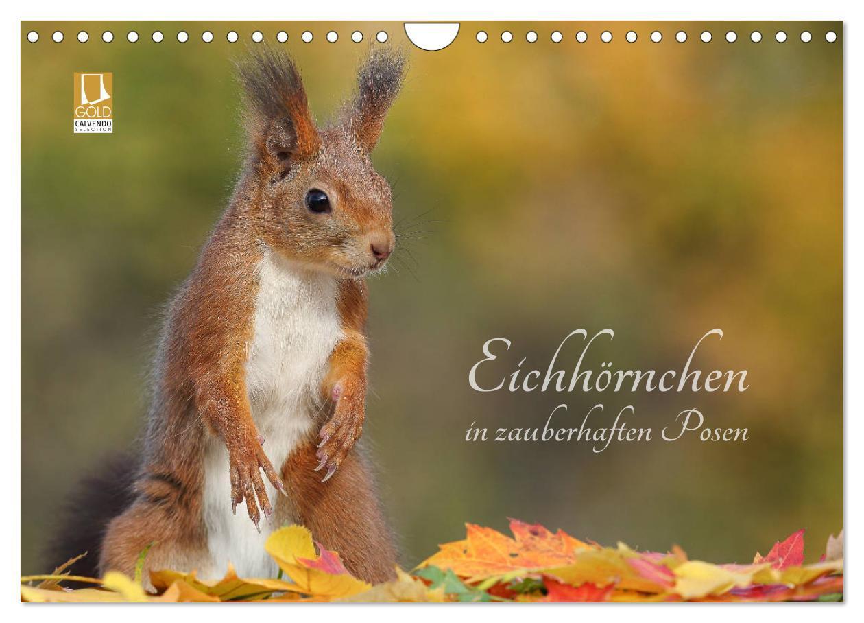 Cover: 9783675685710 | Eichhörnchen in zauberhaften Posen (Wandkalender 2024 DIN A4 quer),...