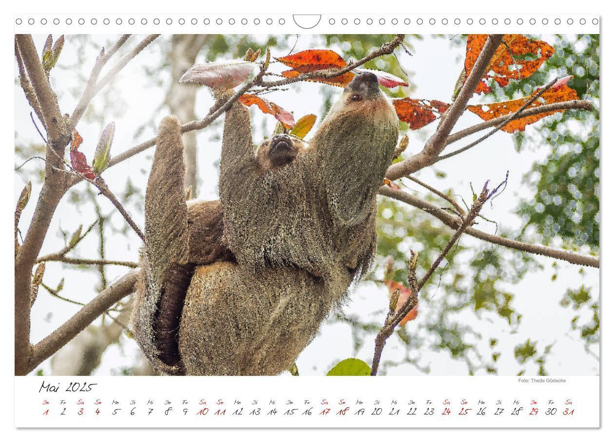 Bild: 9783435372492 | Natur pur, Costa Rica (Wandkalender 2025 DIN A3 quer), CALVENDO...