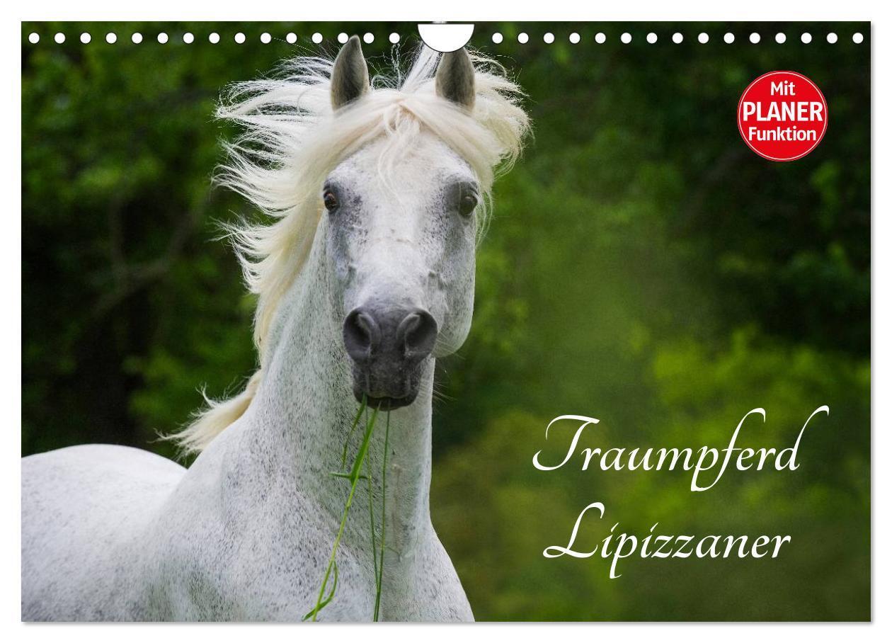 Cover: 9783435545544 | Traumpferd Lipizzaner (Wandkalender 2025 DIN A4 quer), CALVENDO...