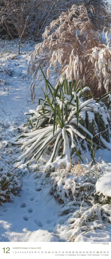 Bild: 4250809653051 | DUMONT - Gräser im Garten 2025 Wandkalender, 30x70cm,...