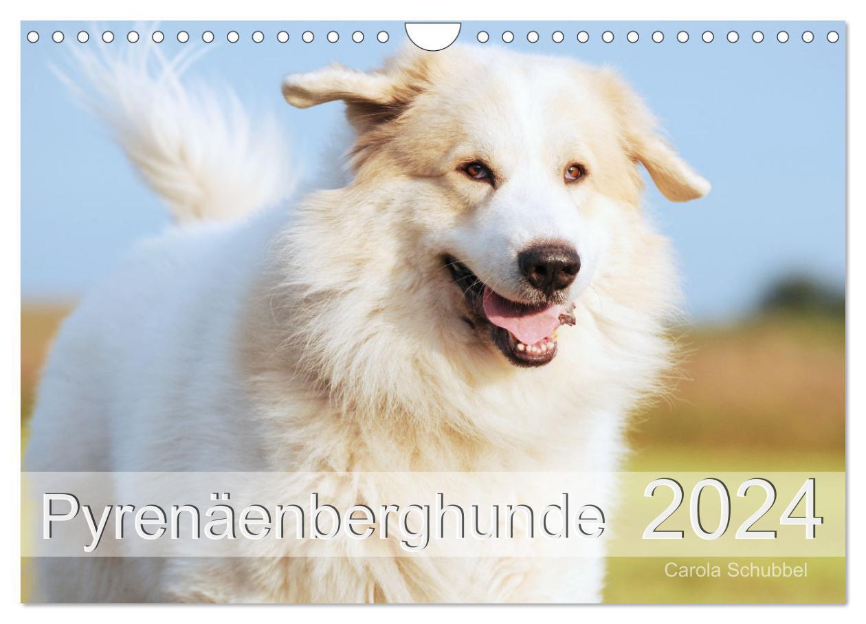 Cover: 9783675612471 | Pyrenäenberghunde (Wandkalender 2024 DIN A4 quer), CALVENDO...