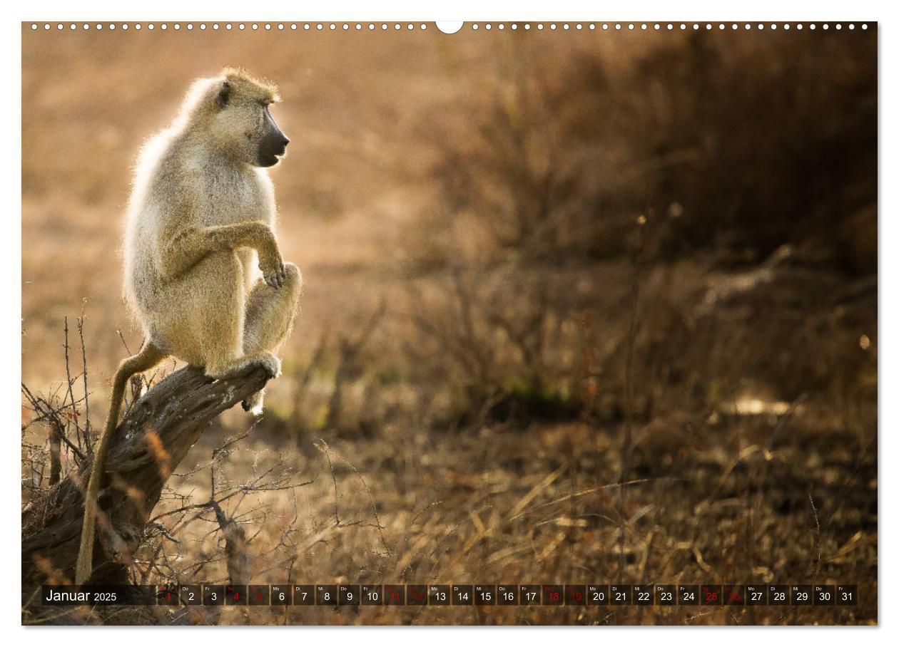 Bild: 9783435423613 | Safari in Tansania (Wandkalender 2025 DIN A2 quer), CALVENDO...