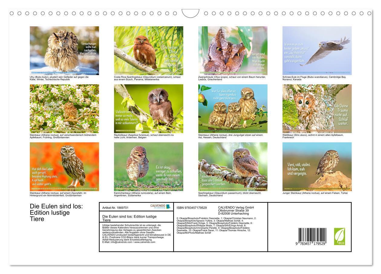 Bild: 9783457179529 | Die Eulen sind los: Edition lustige Tiere (Wandkalender 2025 DIN A3...