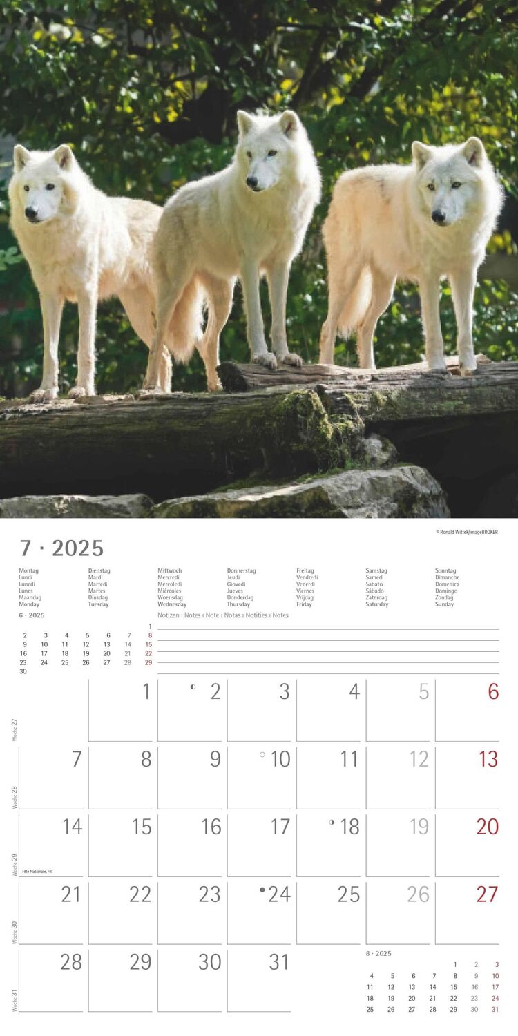 Bild: 4251732340711 | Wölfe 2025 - Broschürenkalender 30x30 cm (30x60 geöffnet) -...