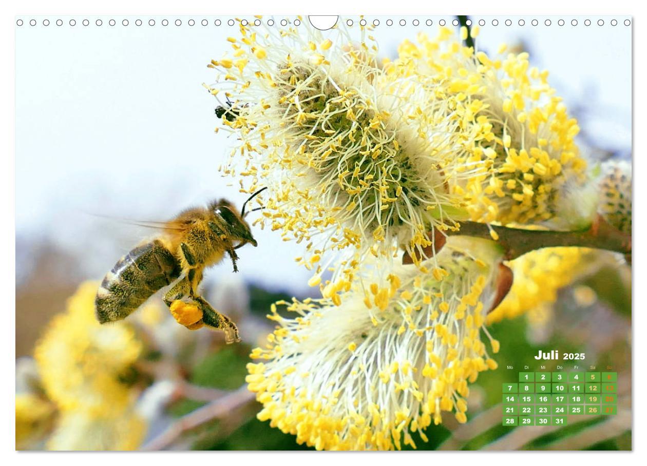 Bild: 9783435124855 | Ein Leben für den Honig - Bienen und Imker (Wandkalender 2025 DIN...