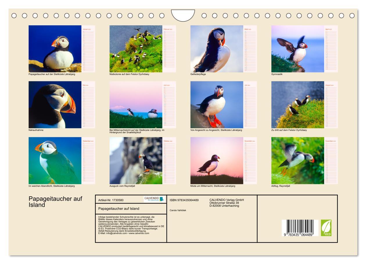 Bild: 9783435064489 | Papageitaucher auf Island (Wandkalender 2025 DIN A4 quer), CALVENDO...