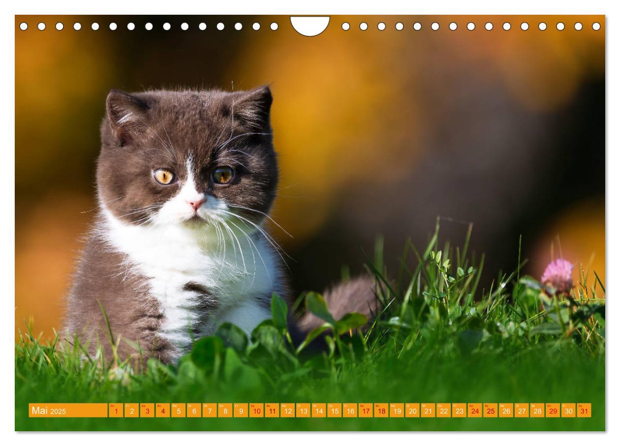 Bild: 9783435341788 | Katzenkinder - Britisch Kurzhaar (Wandkalender 2025 DIN A4 quer),...