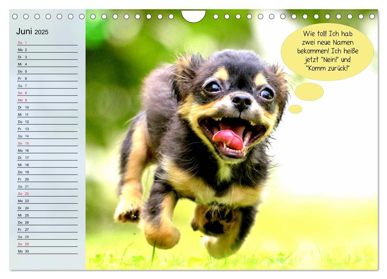 Bild: 9783435184897 | Hurra! Wir gehen Gassi! Abenteuer mit dem Hund! (Wandkalender 2025...