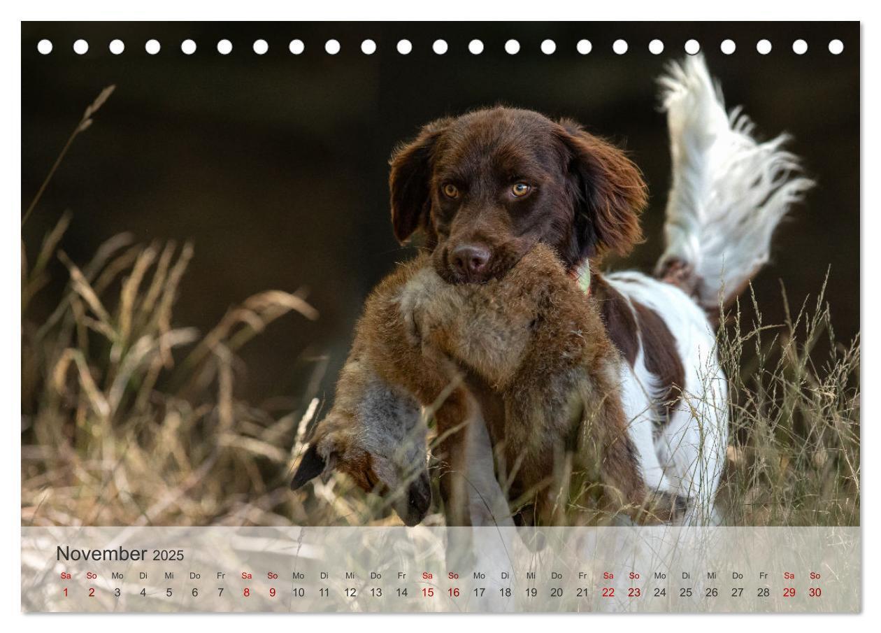 Bild: 9783457155905 | Treue Jagdgefährten Der kleine Münsterländer (Tischkalender 2025...