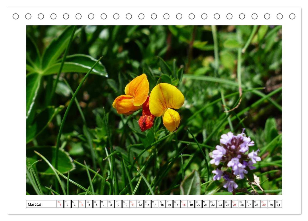 Bild: 9783435598014 | Alpenblumen. Bunte Welt in luftiger Höhe (Tischkalender 2025 DIN A5...