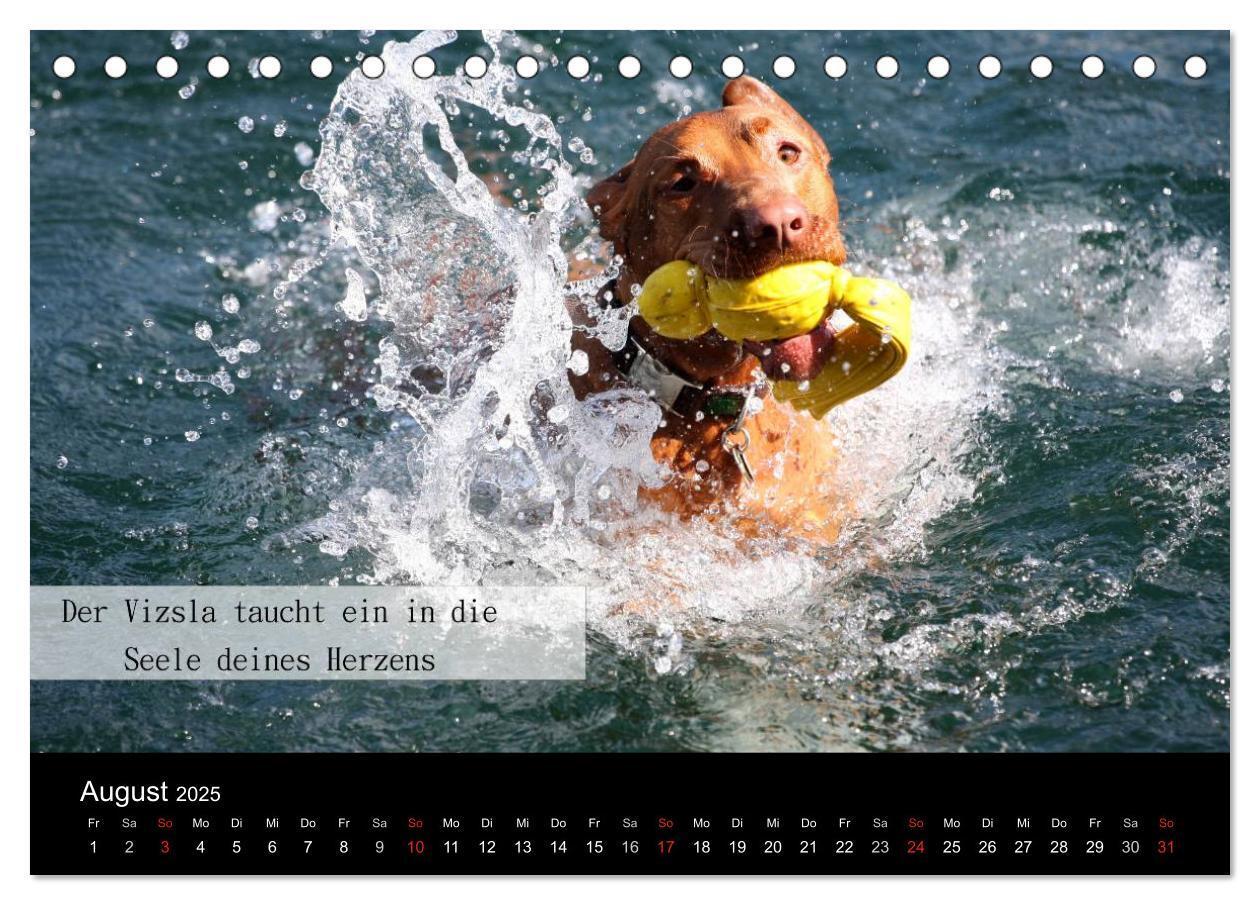 Bild: 9783435518708 | Magyar Vizsla - Zauberhafte Kobolde (Tischkalender 2025 DIN A5...