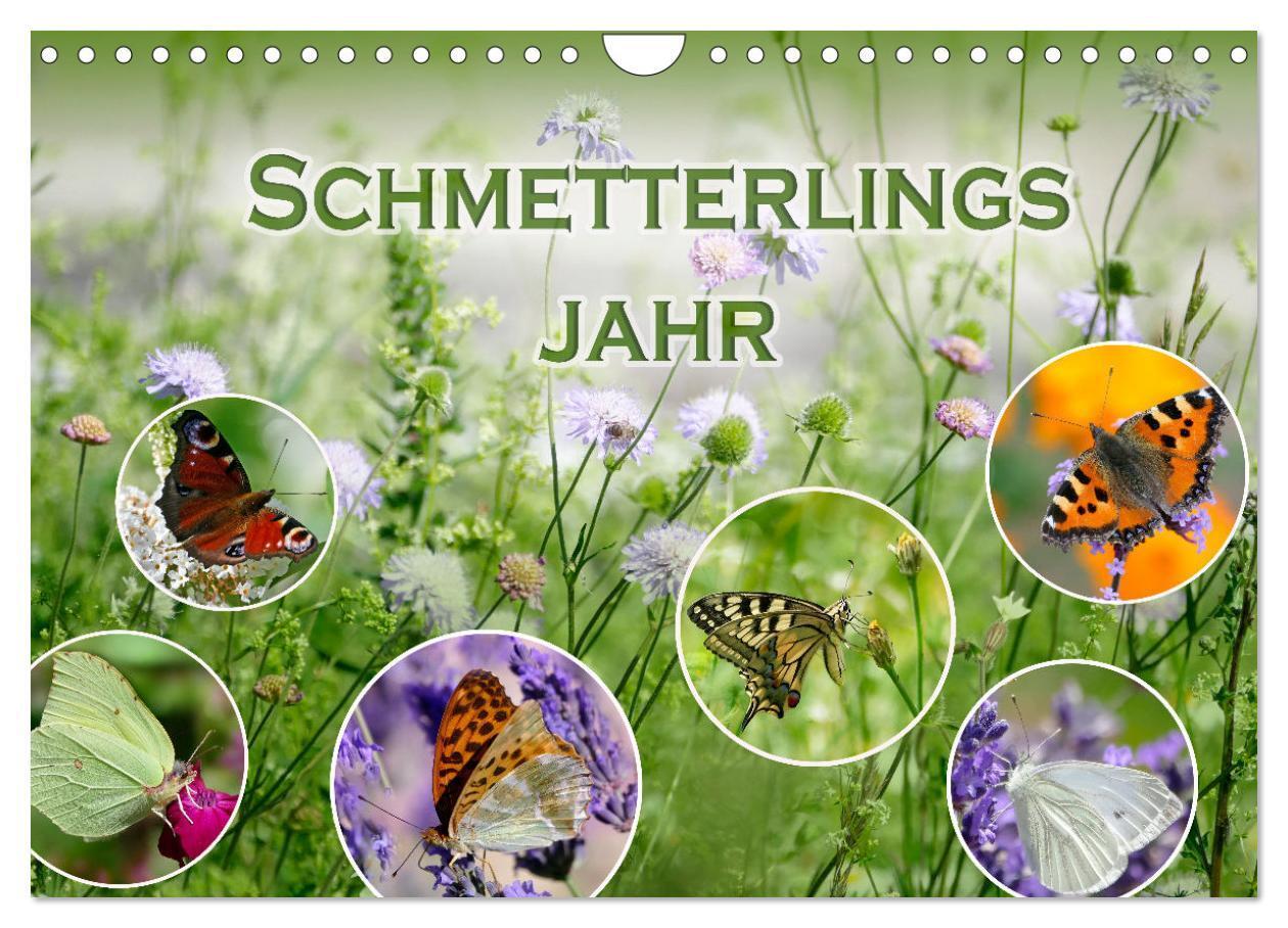 Cover: 9783675971868 | Schmetterlingsjahr (Wandkalender 2025 DIN A4 quer), CALVENDO...
