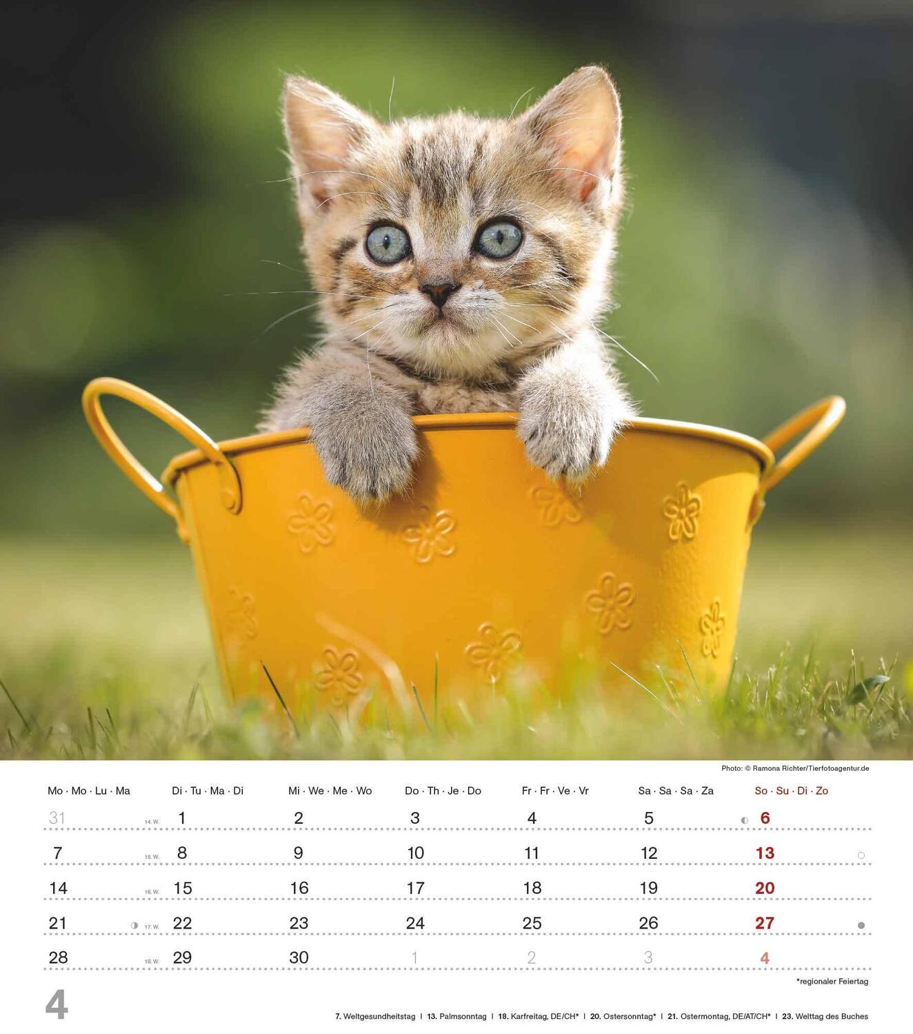 Bild: 4251732342159 | Niedliche Katzenkinder 2025 - Wand-Kalender - Tier-Kalender - 30x34