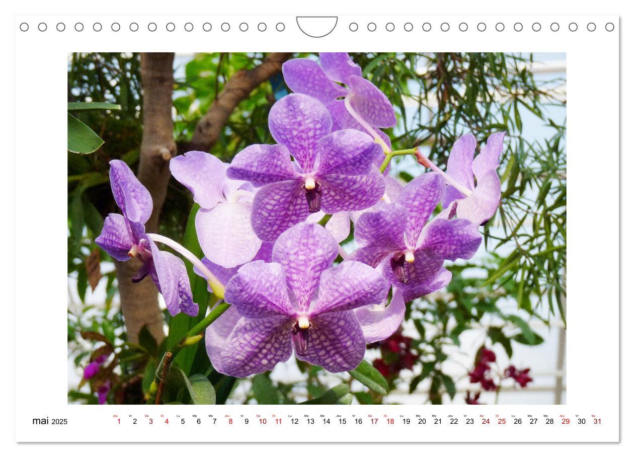 Bild: 9781325837649 | Mon rêve d'orchidées (Calendrier mural 2025 DIN A4 vertical),...