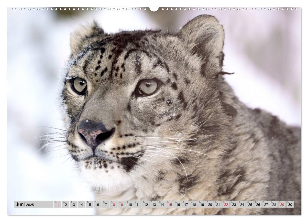 Bild: 9783435520497 | Schneeleoparden. Perfekte Raubkatzen-Schönheiten (Wandkalender 2025...